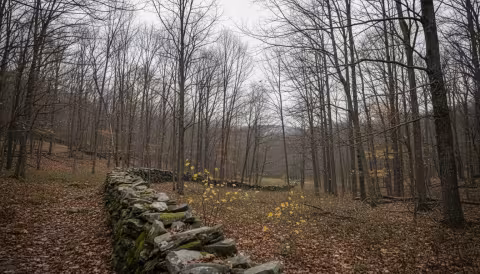 New England mixed hardwood forest with old stone wall running through bare autumn trees